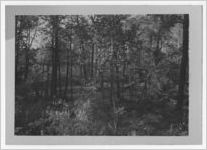 Photograph of a wooded area before clearing for a city park, Manchester, Georgia, 1953
