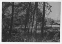 Photograph of a partially cleared area in the woods, Manchester, Georgia, 1953