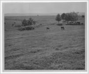 Photograph of a pasture with cows, Manchester, Georgia, 1953