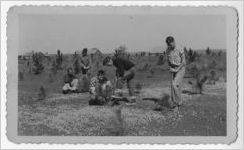 Photograph of Future Farmers of America members planting trees, Manchester, Georgia, 1953