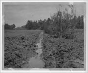 Photograph of a ditch draining water from a field, Manchester, Georgia, 1953