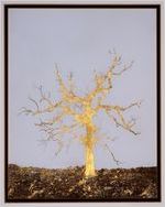 Old gold oak