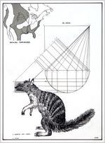 Marsupial triplex