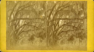 Evergreen Cemetery