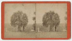 Palmetto Tree