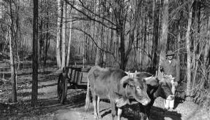 Ox Cart