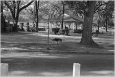 Piedmont Park