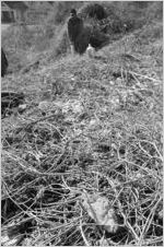 Atlanta Rodent Control Project