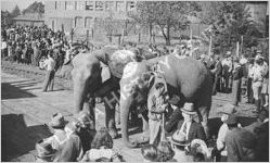 Ringling Brothers Barnum & Bailey Circus Combined Shows