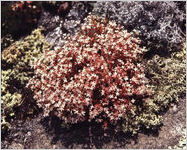 Panola Mountain State Park