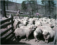 Sheep Farming