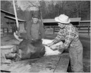Pig Farming