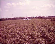 Cotton Harvesting