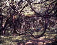 Jekyll Island