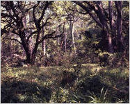 Jekyll Island