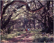 Jekyll Island