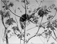 Wildlife