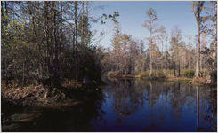Okefenokee Swamp