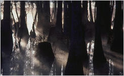 Okefenokee Swamp