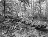 Logging