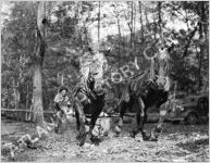 Logging