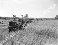 Harvest, Wheat