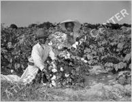 Cotton Farming
