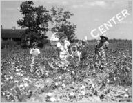 Cotton Farming, circa 1940