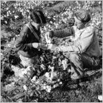 Cotton Farming