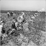 Cotton Farming