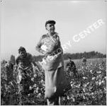 Cotton Farming