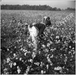Cotton Farming