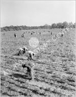 Peanut Farming