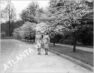 Dogwoods, circa 1945
