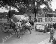 Cotton Farming