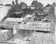 WPA Pine Mountain Valley Project, Harvest Festival