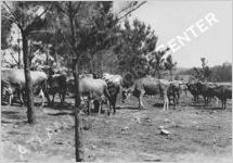 WPA Pine Mountain Valley Project