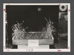 Lullwater Radiation Center - Plants being exposed to radiation for experiment
