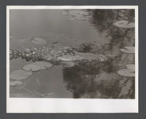 Science on Campus - Alligator