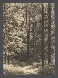 Students, groups, pre-1940 - View of wooded trail