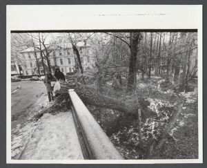 Emory Miscellany - Tree falling over footbridge on campus