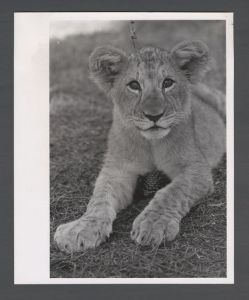 Fraternity Candidates - Delta Tau Delta pet lion cub, Cliff
