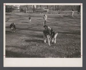 Easter egg hunt, May 1956 - Egg rolling game