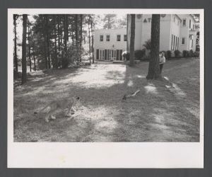Fraternity Candidates - Bud Rosser hiding from Cliff the lion club at Delta Tau Delta house