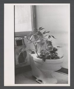 Emory Miscellany - Toilet with plants in it
