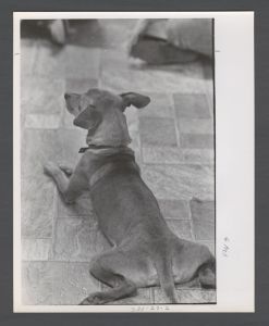 Students, groups, 1970s - Dog laying the floor