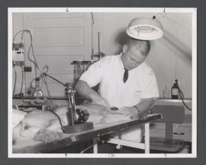 School of Dentistry, 1960s - Dental student [?] McIlwayne examines teeth of a dog