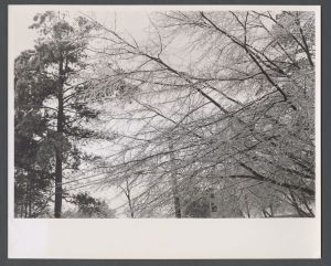 Unusual weather on campus - Snow-covered branches