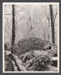 Unusual weather on campus - Bushes and trees covered in snow