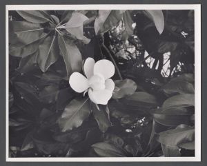 Woods, paths, and nature on campus - Magnolia blossom